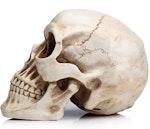 Realistic Human Adult Skull Replica Model alternate 2