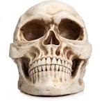Realistic Human Adult Skull Replica Model alternate 4