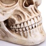 Realistic Human Adult Skull Replica Model alternate 5