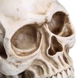 Realistic Human Adult Skull Replica Model alternate 6