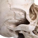 Realistic Human Adult Skull Replica Model alternate 7