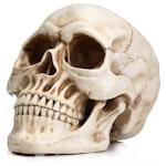Realistic Human Adult Skull Replica Model alternate 8