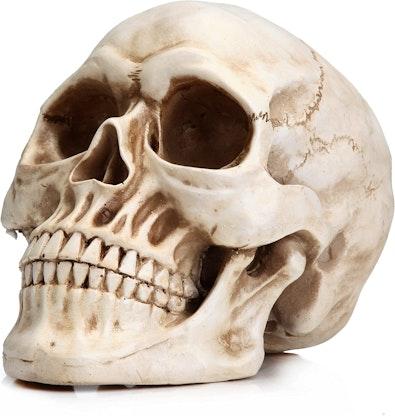 Realistic Human Adult Skull Replica Model cover