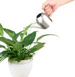 Stainless Steel Watering Can,  (450ml) alternate 5